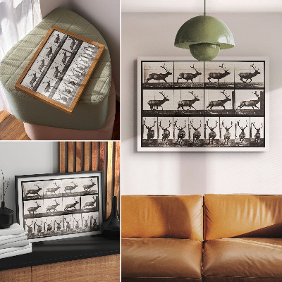 Poster Animal Locomotion Plate No. 695 (1887), photograph by Eadweard Muybridge