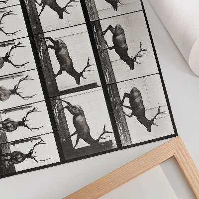 Poster Animal Locomotion Plate No. 695 (1887), photograph by Eadweard Muybridge