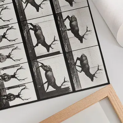 Poster featuring Eadweard Muybridge's 1887 photograph Animal Locomotion Plate No. 695