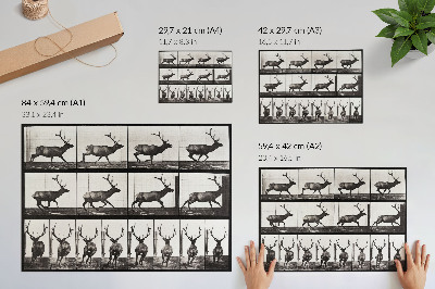Poster Animal Locomotion Plate No. 695 (1887), photograph by Eadweard Muybridge
