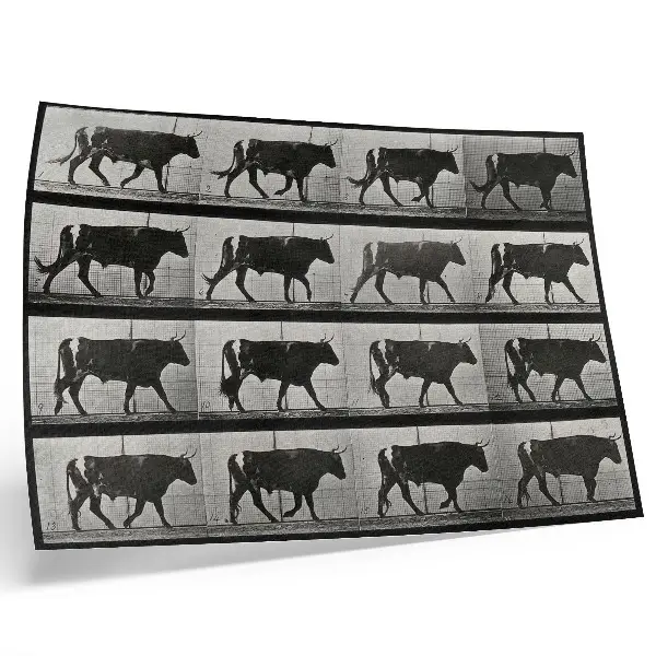 Photo canvas A Bull on the March by Eadweard Muybridge, 1887