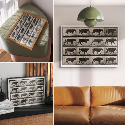 Photo canvas A Bull on the March. Phototype after Eadweard Muybridge, 1887