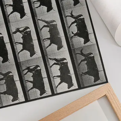 Photo canvas A Bull on the March by Eadweard Muybridge, 1887