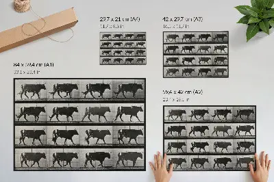 Photo canvas A Bull on the March by Eadweard Muybridge, 1887