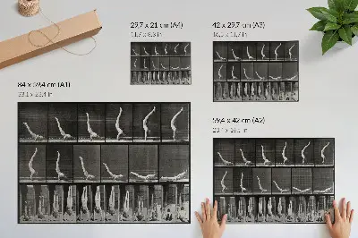 Decorative canvas print A man standing on his hands from a supine position after Eadweard Muybridge, 1887