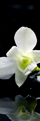 Modern roller blind Orchids and elegance