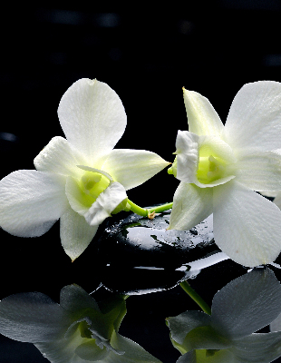 Modern roller blind Orchids and elegance