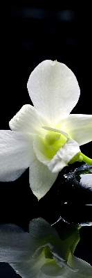 Modern roller blind Orchids and elegance