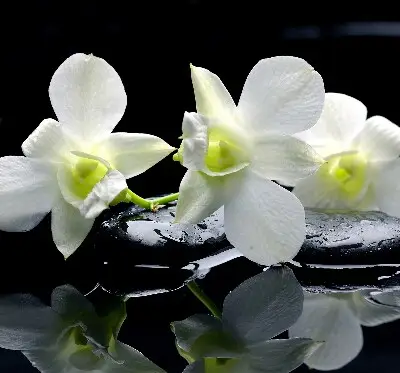 Modern roller blind orchids and elegance design