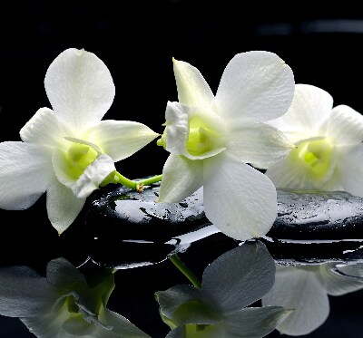 Modern roller blind Orchids and elegance