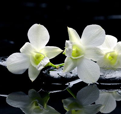 Modern roller blind Orchids and elegance