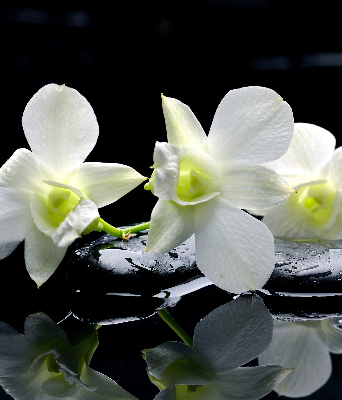 Modern roller blind Orchids and elegance