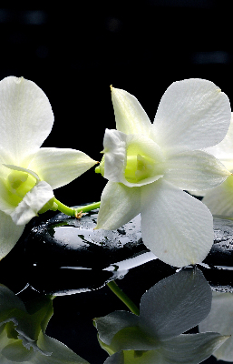 Modern roller blind Orchids and elegance