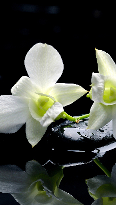 Modern roller blind Orchids and elegance