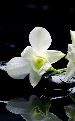 Modern roller blind Orchids and elegance