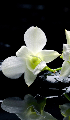 Modern roller blind Orchids and elegance