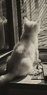 Fabric roller blind cats in the window pattern
