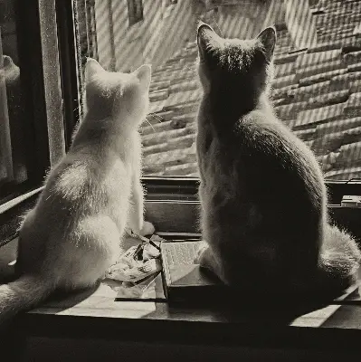 Fabric roller blind cats in the window pattern