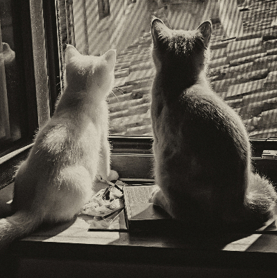 Fabric roller blind Cats in the window