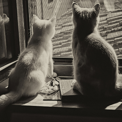 Fabric roller blind Cats in the window
