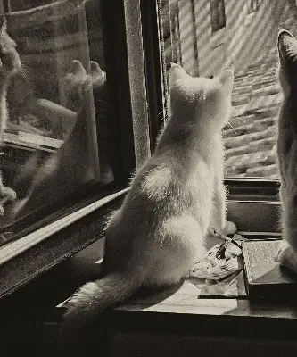 Fabric roller blind cats in the window pattern