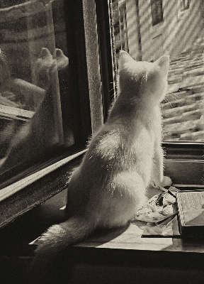 Fabric roller blind Cats in the window