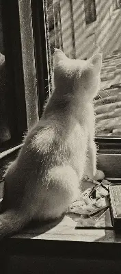 Fabric roller blind cats in the window pattern