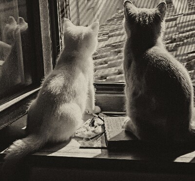 Fabric roller blind Cats in the window