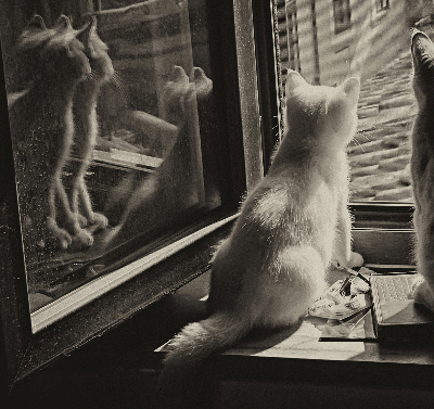 Fabric roller blind Cats in the window