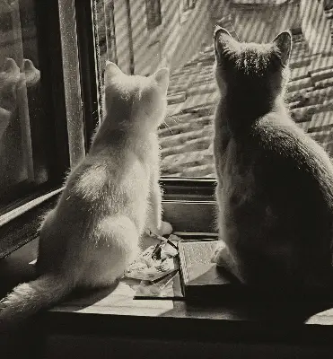 Fabric roller blind cats in the window pattern