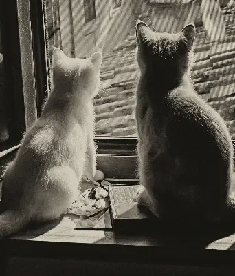 Fabric roller blind cats in the window pattern