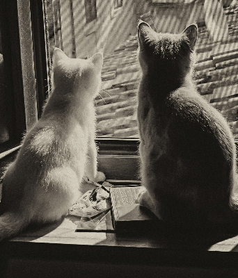 Fabric roller blind Cats in the window