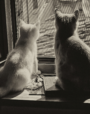 Fabric roller blind Cats in the window
