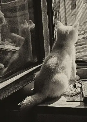 Fabric roller blind cats in the window pattern
