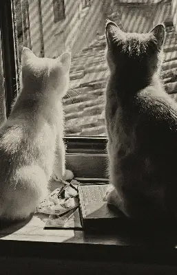 Fabric roller blind cats in the window pattern