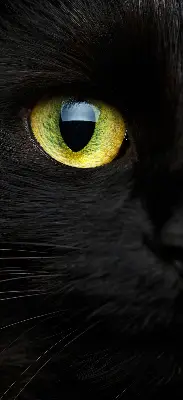 Modern roller blind cat eyes pattern