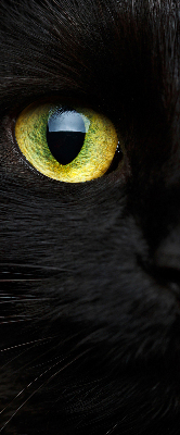 Modern roller blind Cat eyes