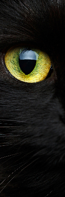 Modern roller blind Cat eyes