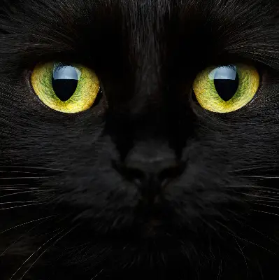 Modern roller blind cat eyes pattern