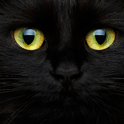 Modern roller blind Cat eyes