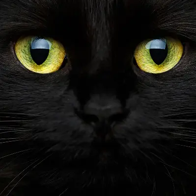 Modern roller blind cat eyes pattern
