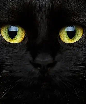 Modern roller blind cat eyes pattern