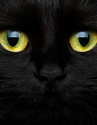 Modern roller blind Cat eyes