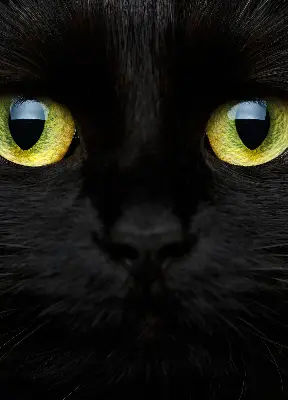Modern roller blind cat eyes pattern