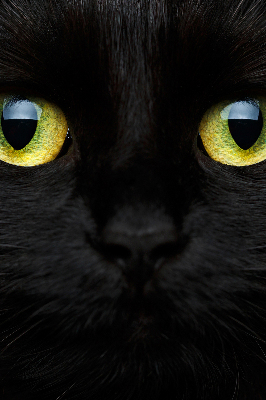 Modern roller blind Cat eyes