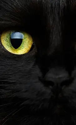 Modern roller blind cat eyes pattern