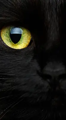 Modern roller blind cat eyes pattern