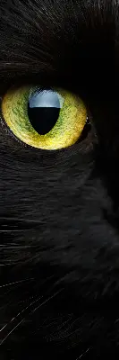 Modern roller blind cat eyes pattern
