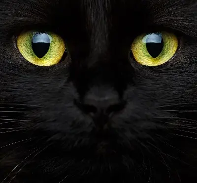 Modern roller blind cat eyes pattern
