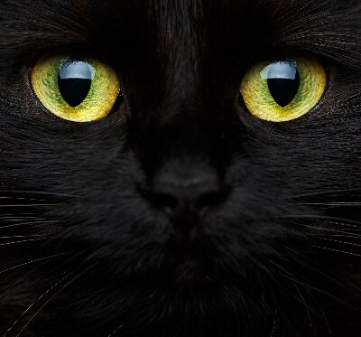 Modern roller blind Cat eyes